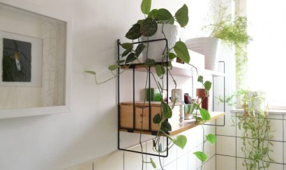 Nên trồng cây gì trong nhà vệ sinh?