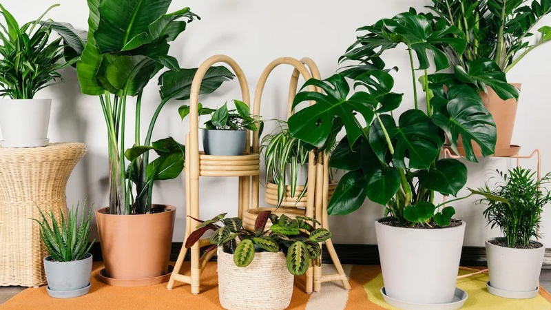 Khử m&ugrave;i h&ocirc;i trong ph&ograve;ng trọ bằng trồng c&aacute;c loại c&acirc;y