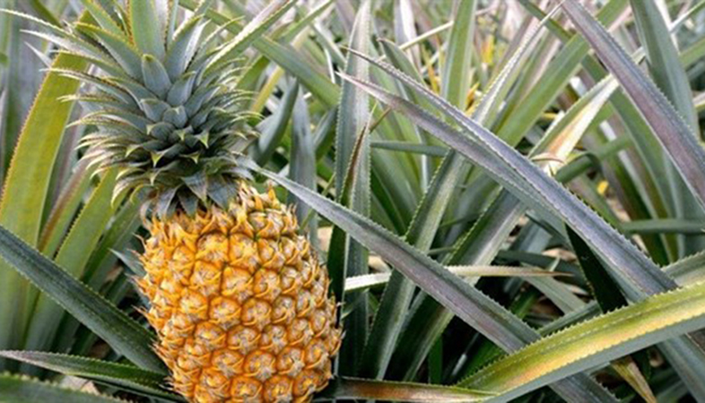 ​Khử m&ugrave;i nh&agrave; vệ sinh bằng l&aacute; tr&aacute;i thơm