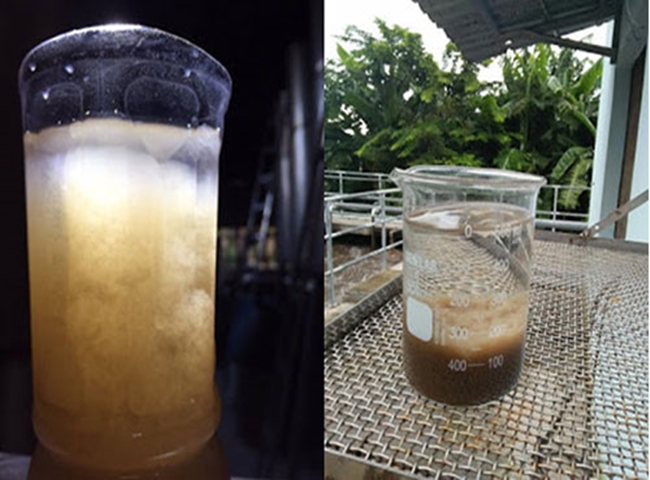 hướng dẫn nu&ocirc;i b&ugrave;n vi sinh khoa học