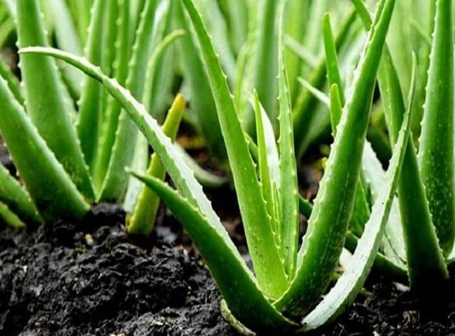 Mách bạn top 10 loại cây khử mùi hôi trong nhà hiệu quả