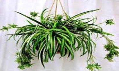 Mách bạn top 10 loại cây khử mùi hôi trong nhà hiệu quả